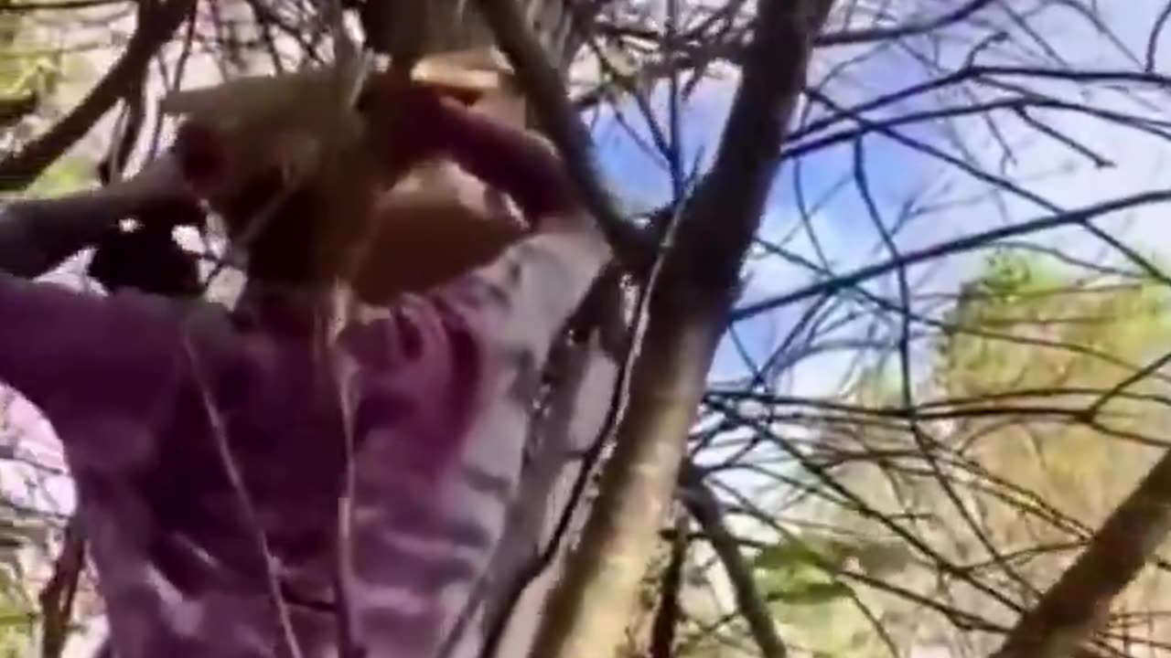 Replacing the squirrels home after cutting it down accidentally