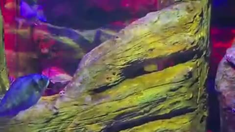 Blackpool sealife aquarium 🌊