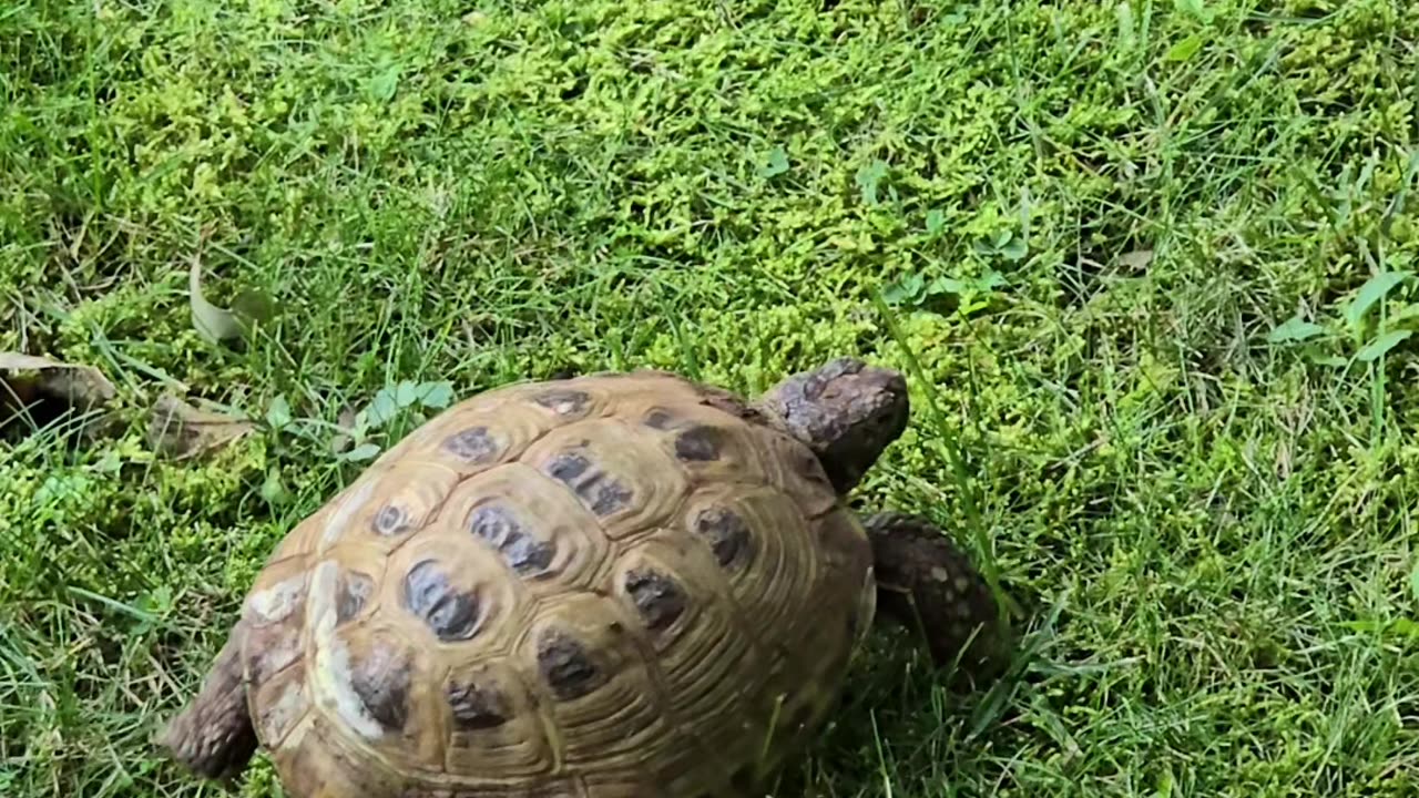 Russian tortoise.