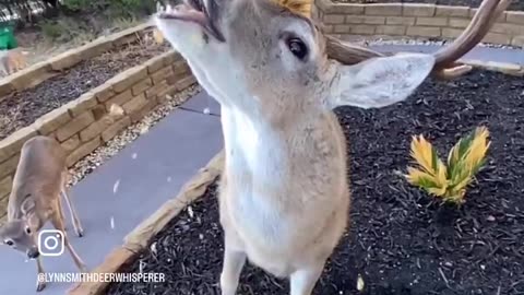 Deer Heaven
