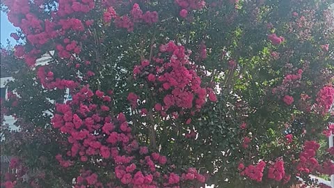Colorful tree