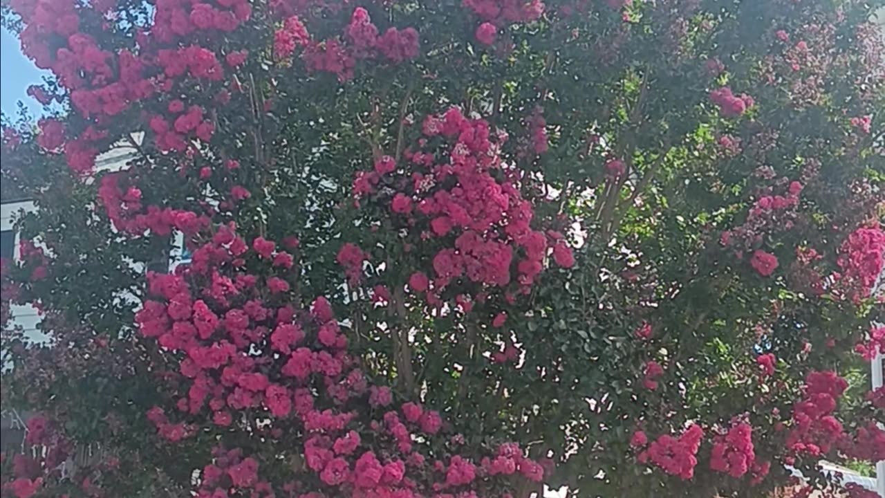 Colorful tree