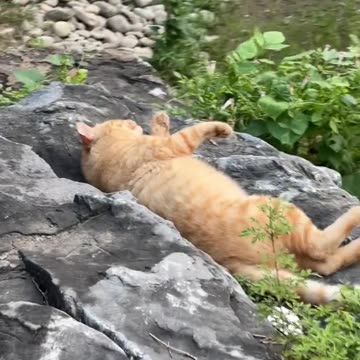 😹 "Cat Got SO SCARED! 😱 | Cute & Funny Pet Reaction"