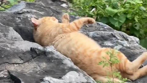 😹 "Cat Got SO SCARED! 😱 | Cute & Funny Pet Reaction"