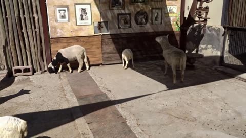 sheep