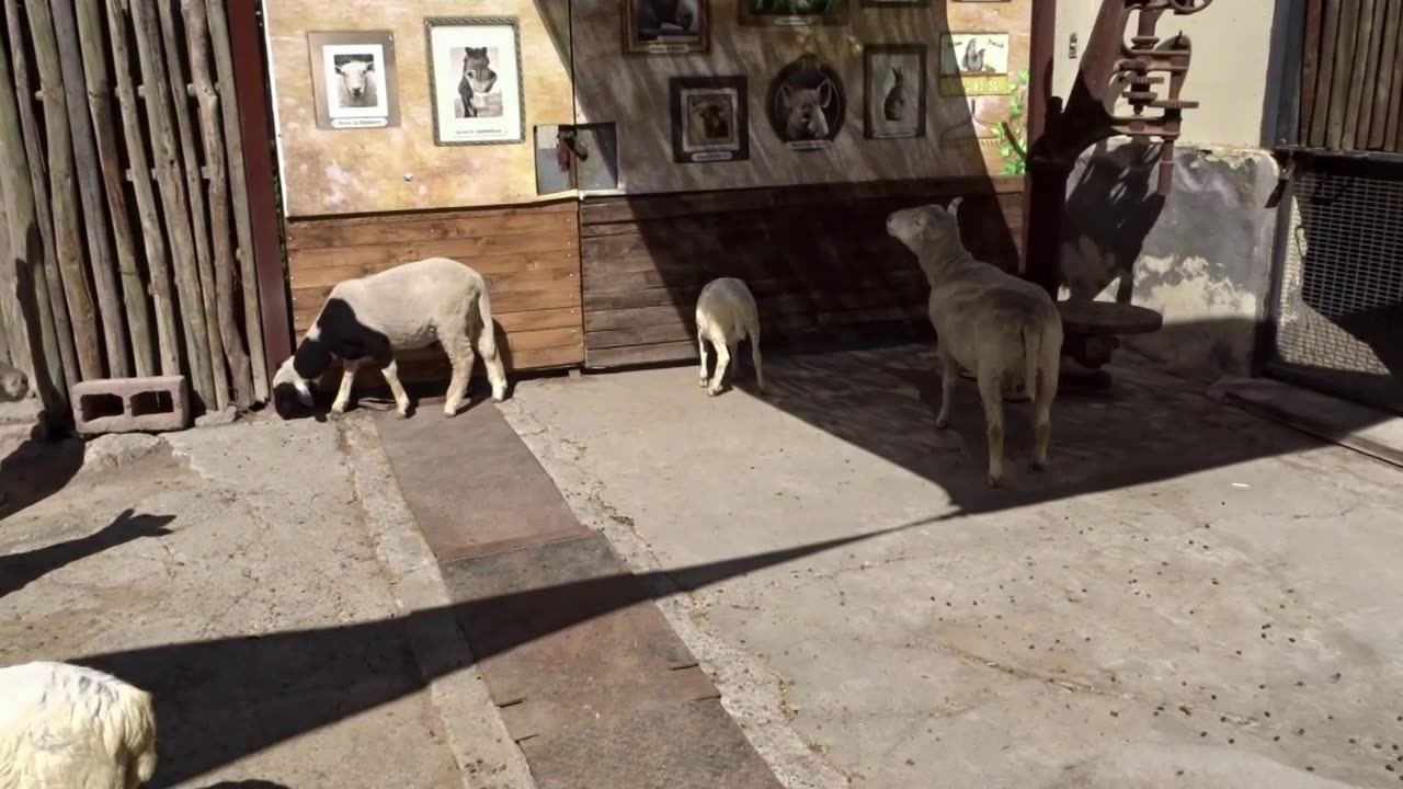 sheep