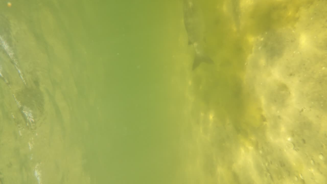 Kayak on The South Side, PT - Margem Sul, S02E08 LAGOA de ALBUFEIRA 29th of July 2K25 Part 5.5