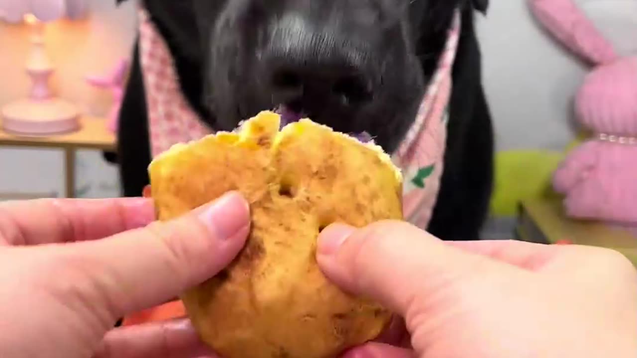 Ultimate Dog Mukbang – Watch Him Feast!