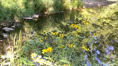 Lovely Flowers Black Eyed Susan Sept 2022