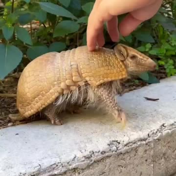 armadillo