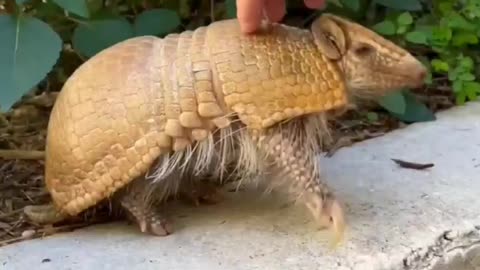 armadillo