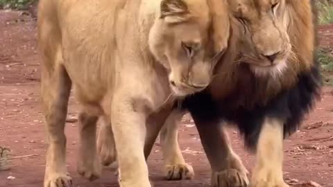 Animal magnetism