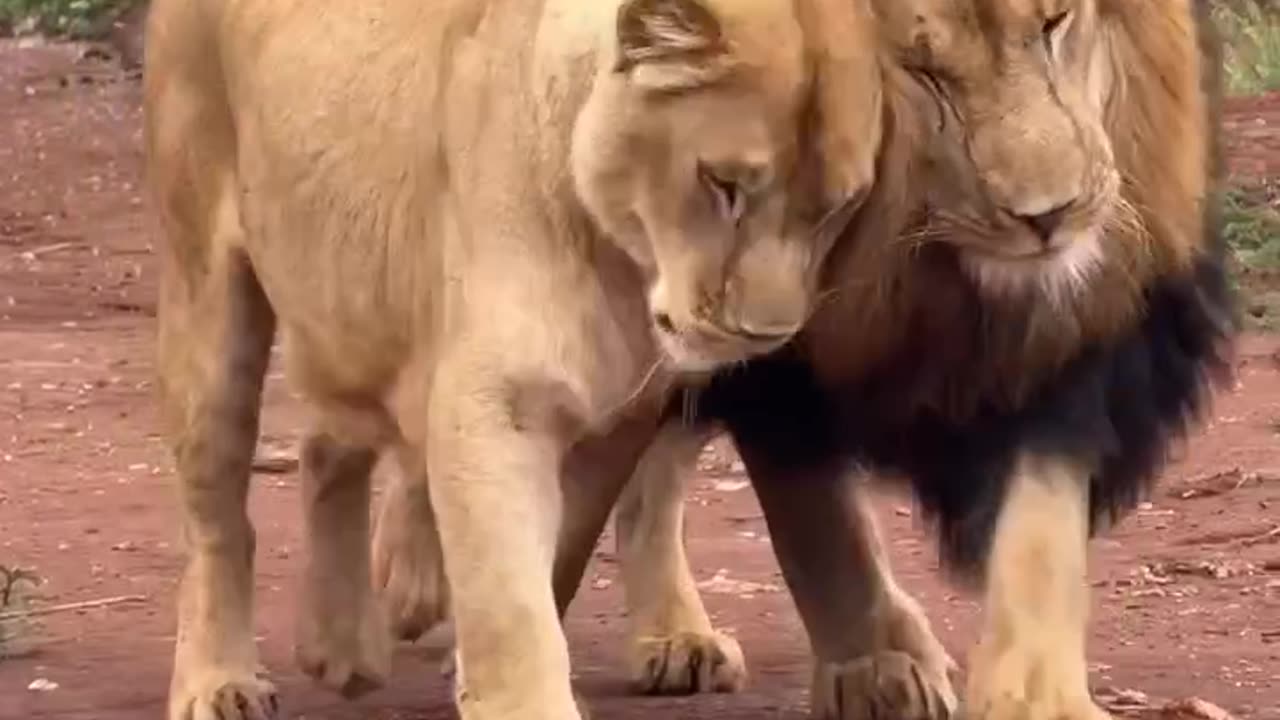 Animal magnetism