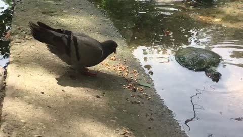A turtle and a pigeon compete for food supplies.😅