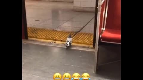 Funny video pets
