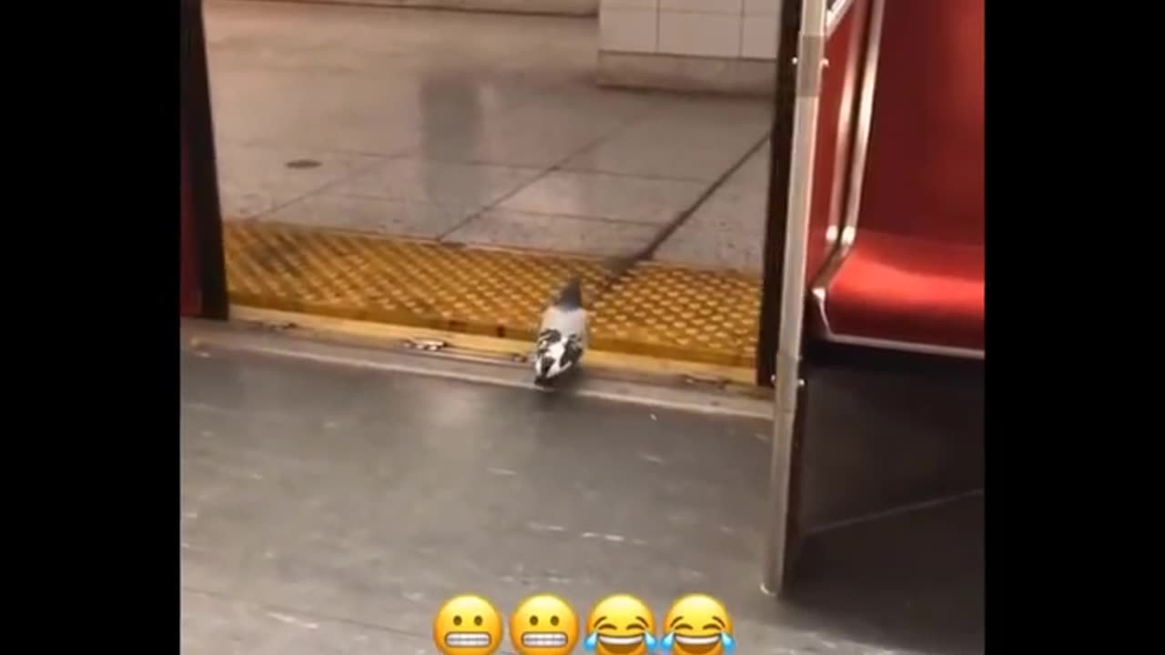 Funny video pets