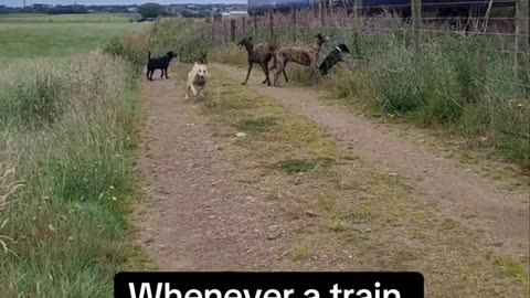 Every time a train passes by, my dog Saber MUST MUST try to catch up with him
