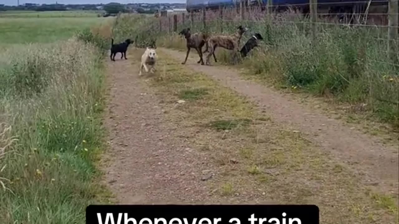 Every time a train passes by, my dog Saber MUST MUST try to catch up with him