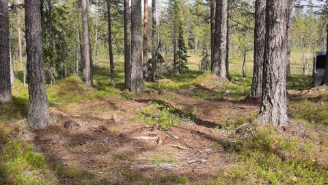 Counting The Trees that will become the House Foundation at Ur~minnes Tider