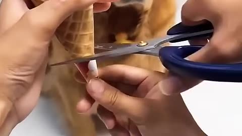 Funny videos. #funny #dog #pets #cute #fyp