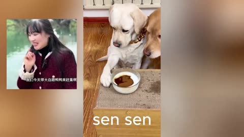 Funniest Animal Videos 2025 😂 Try Not to Laugh Challenge!