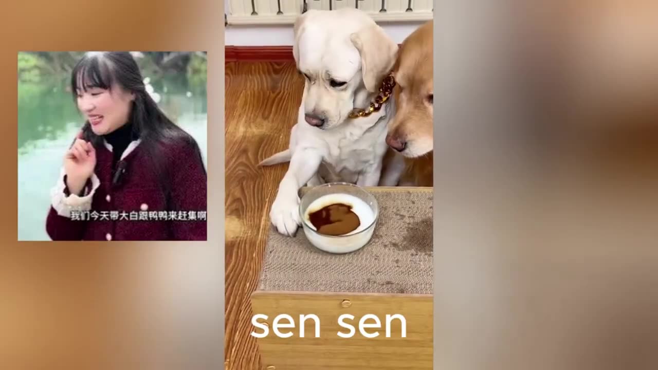 Funniest Animal Videos 2025 😂 Try Not to Laugh Challenge!