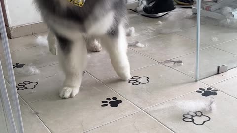 Dog Carefully Checks For Glass Doors