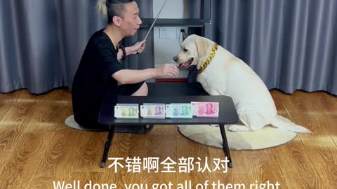 我家有只财迷狗狗 I have a money-obsessed dog at home