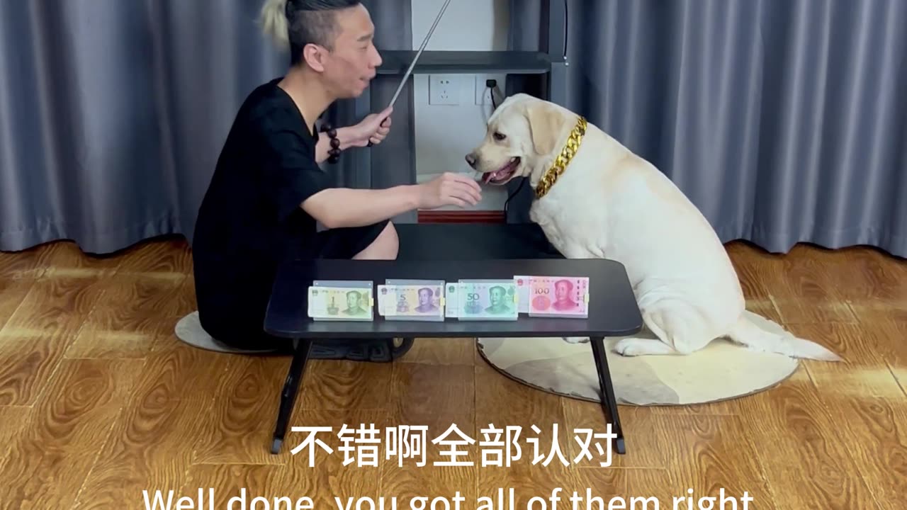 我家有只财迷狗狗 I have a money-obsessed dog at home