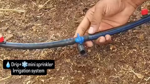 Drippers irrigation