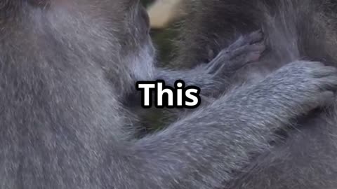 🐒🦷 Monkeys Floss Their Teeth with Hair!