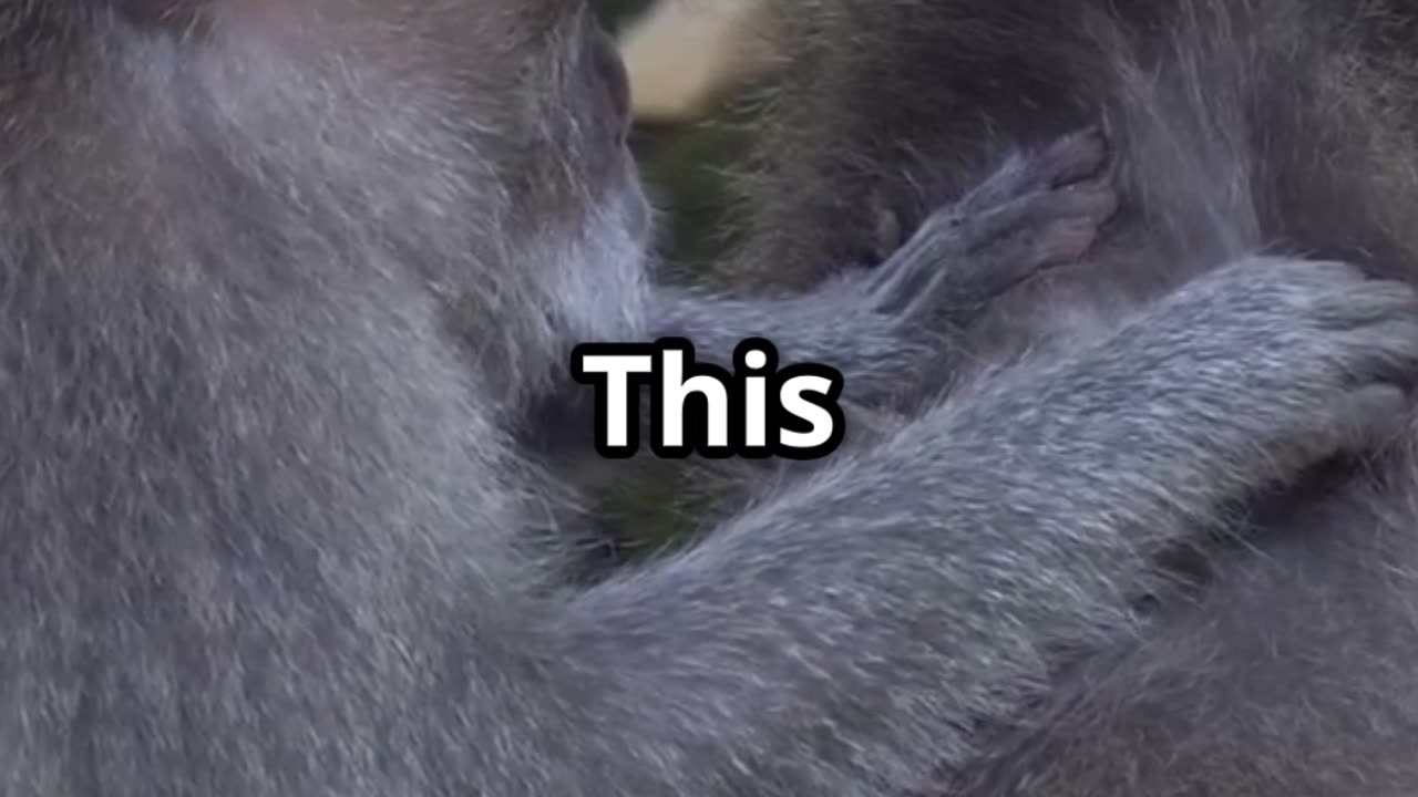 🐒🦷 Monkeys Floss Their Teeth with Hair!