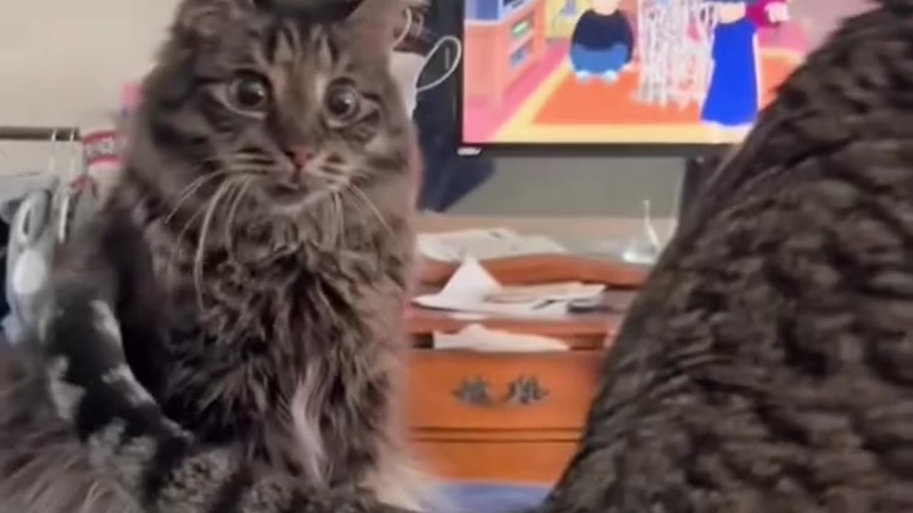 Funny cat
