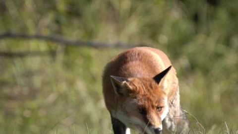 Amazing Wild Animal Video #shotrs #shortvideo #animal #trending
