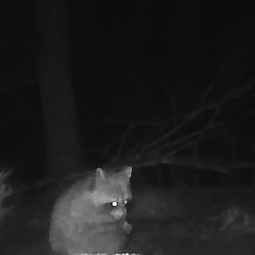 EA S155 - Paranoid Coon