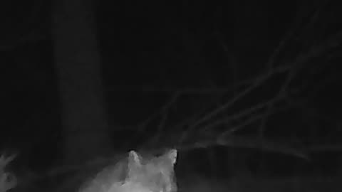 EA S155 - Paranoid Coon