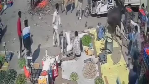 PAKISTANI MAN KILLED BY TWO COWS TRYING TO FCK