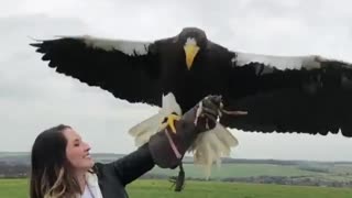 Stellar's sea eagle is one of the world's heaviest and one of the largest eagles