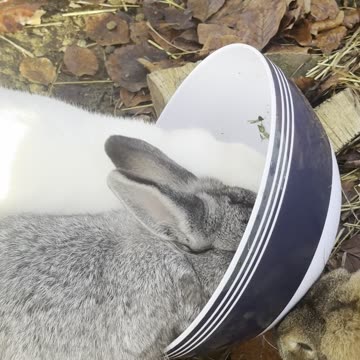 Bunny Eating a Carrot – Crunchy Cute