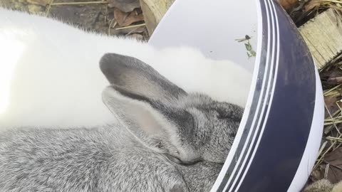 Bunny Eating a Carrot – Crunchy Cute