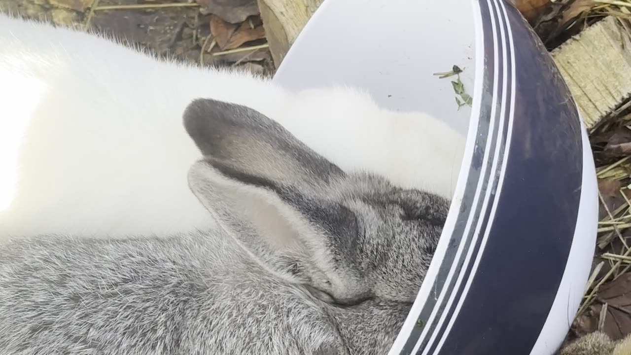 Bunny Eating a Carrot – Crunchy Cute
