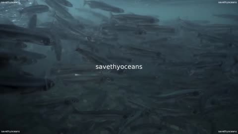 Rebuilding Capelin Everybodyâs Fish