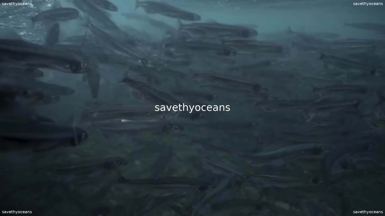 Rebuilding Capelin Everybodyâs Fish