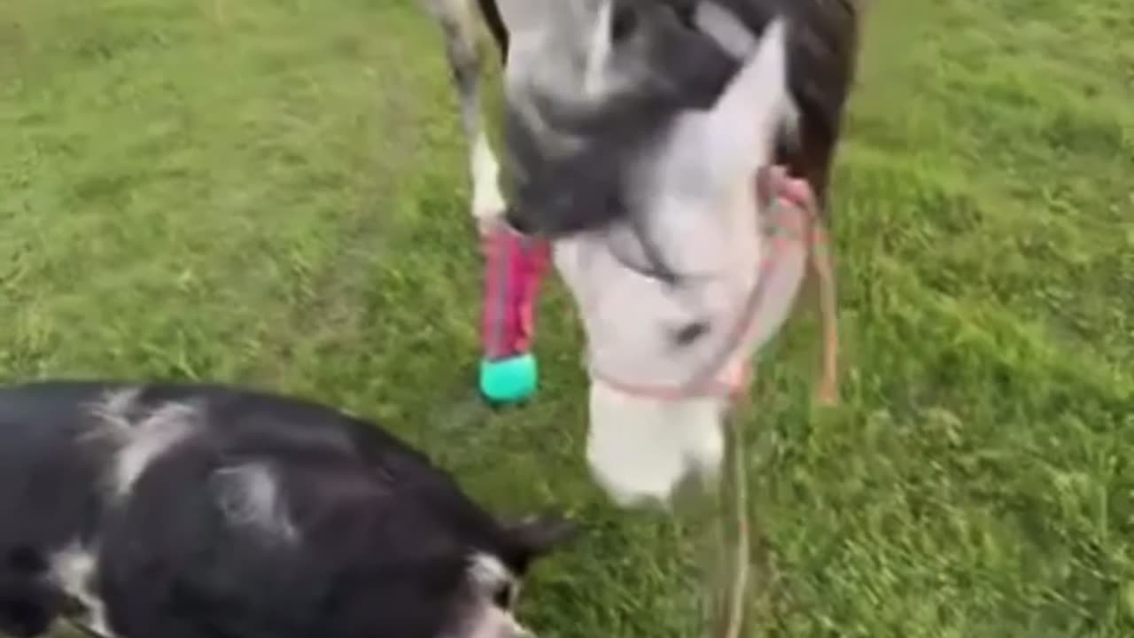Horse Loses It When Pig Tries to Share His Grass