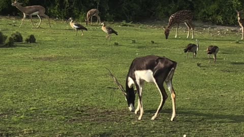 AWF TRAVELS presents Sir Bani Yas Island near Abu Dhabi