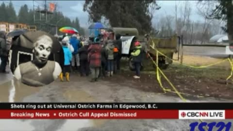 FARMERS FEEDING CANDY TO LIVESTOCK, CANADA'S PUBLIC HEALTH SHOOTS 300 OSTRICHES AMID FAKE BIRD FLU