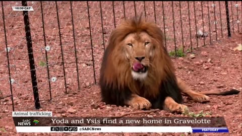 Animal Trafficking: Lions - Yoda and Ysis - find a new home in Gravelotte