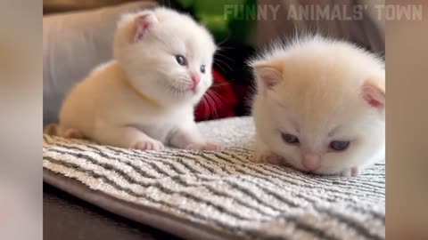 🐾 Hilarious Animal Moments That Will Brighten Your Day
