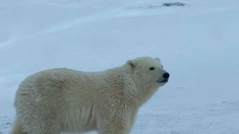 Polar Bear Mama and Her Two Cubs
