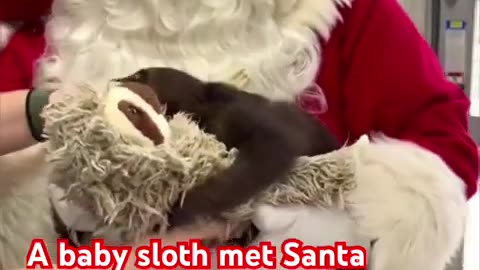 A sloth celebrated her first Christmas by meeting Santa